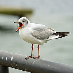 junge Lachmöwe junge Lachmöwe