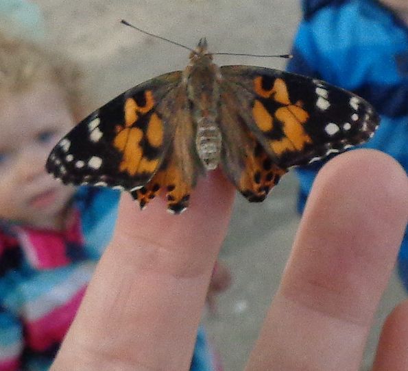 .....zum Schmetterling